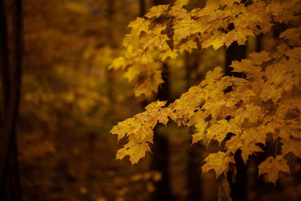 gratitude-header