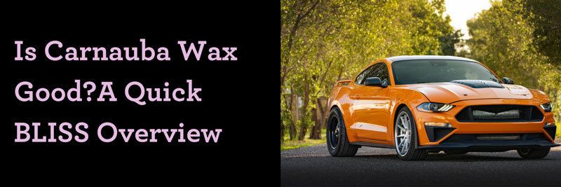 Is Carnauba Wax Good? A Quick BLISS Overview