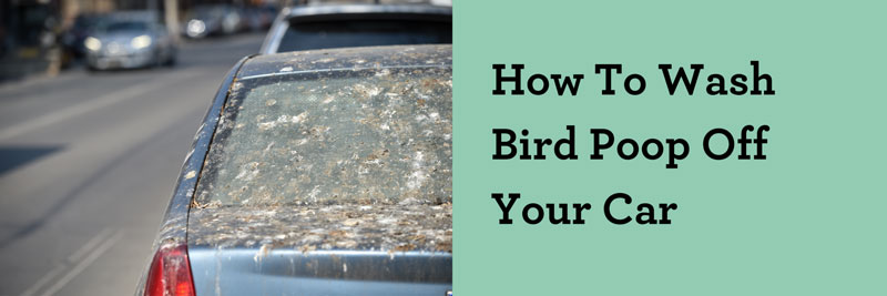 How To Wash Bird Poop Off Your Car