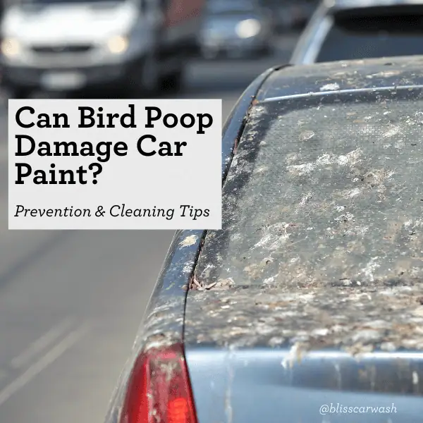 Can Bird Poop Damage Car Paint? Prevention and Cleaning Tips